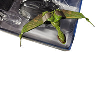 Star Trek - Collectors Model- Klingon Bird of Prey- Eaglemoss- 8146-A/J